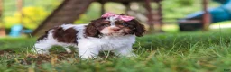 Cavapoo dogs for sale: Chloe - Ad 7