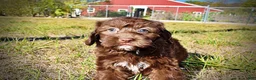Havapoo dogs for sale: Precious - Ad 12