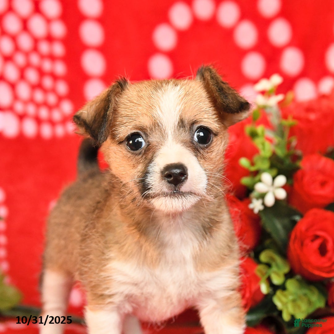 Mixed Breed dogs for sale: Patch  - Ad 5