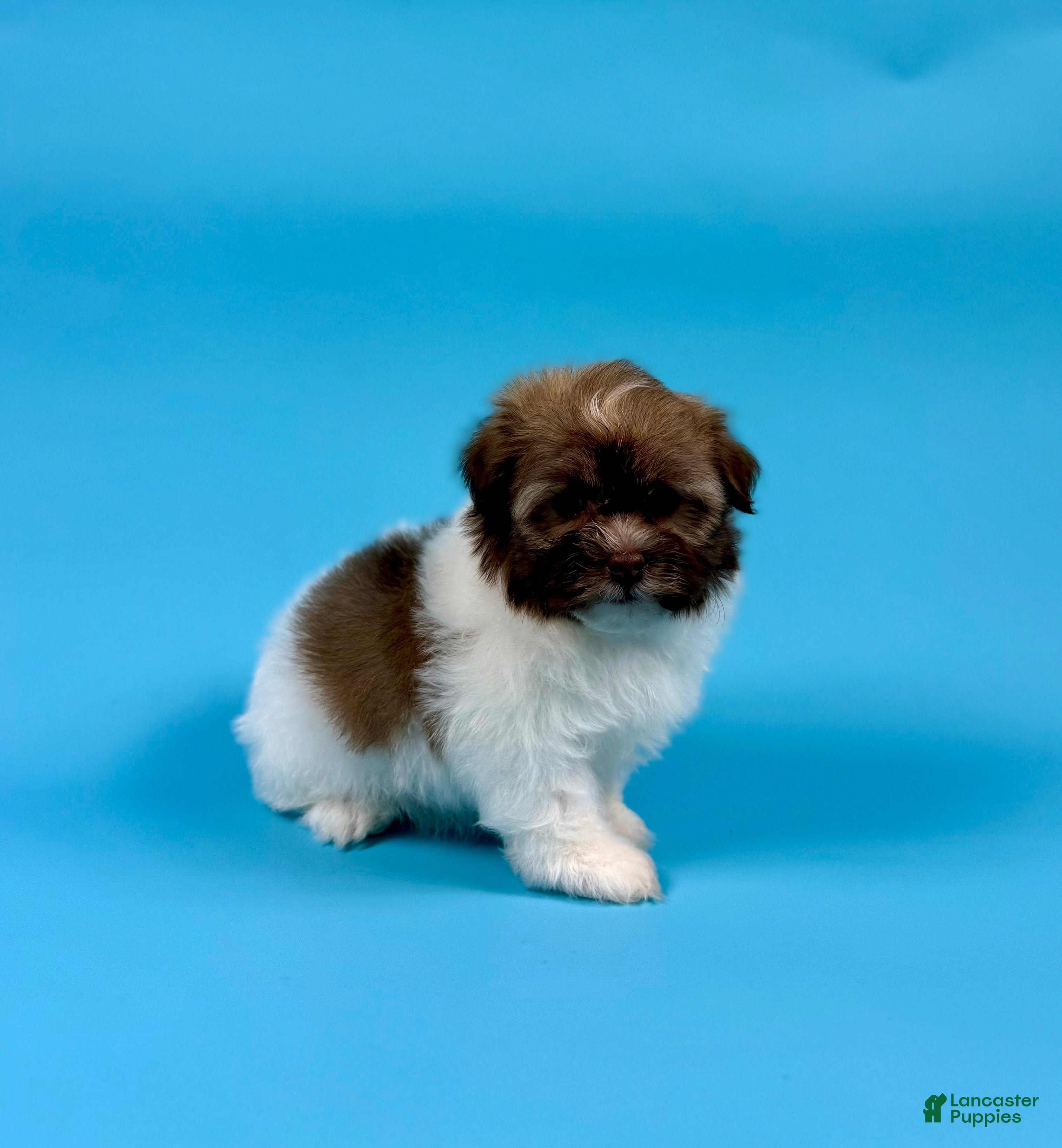 Havanese dogs YALE - Ad 2