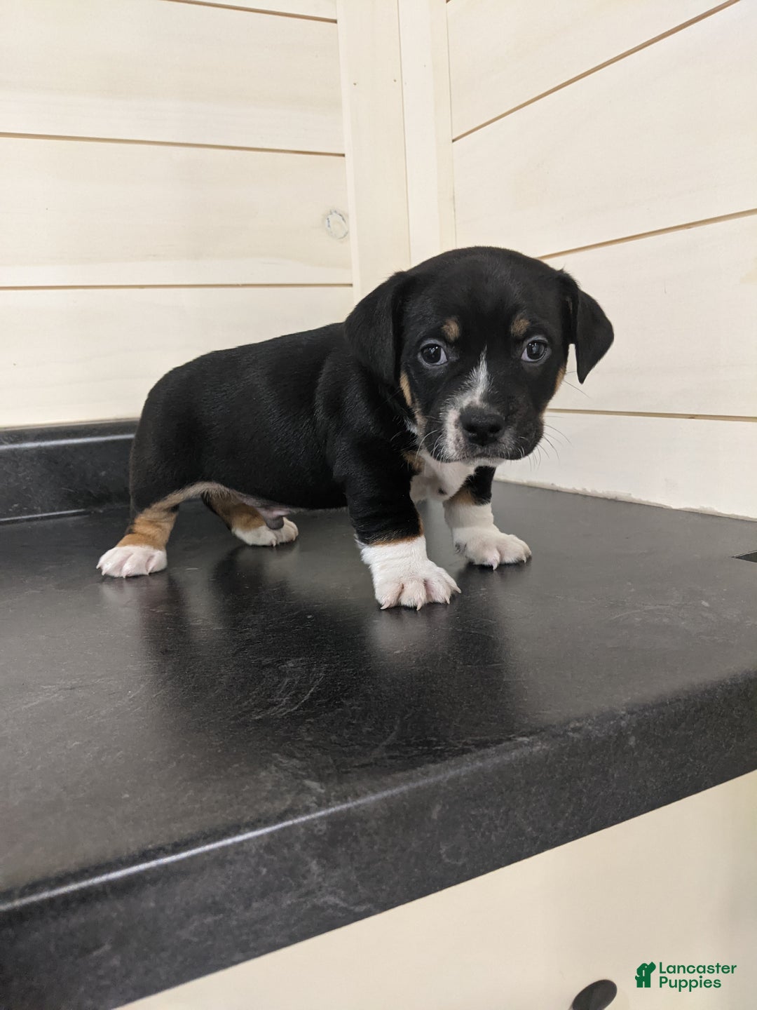 Mixed Breed dogs for sale: Jase - Ad 2