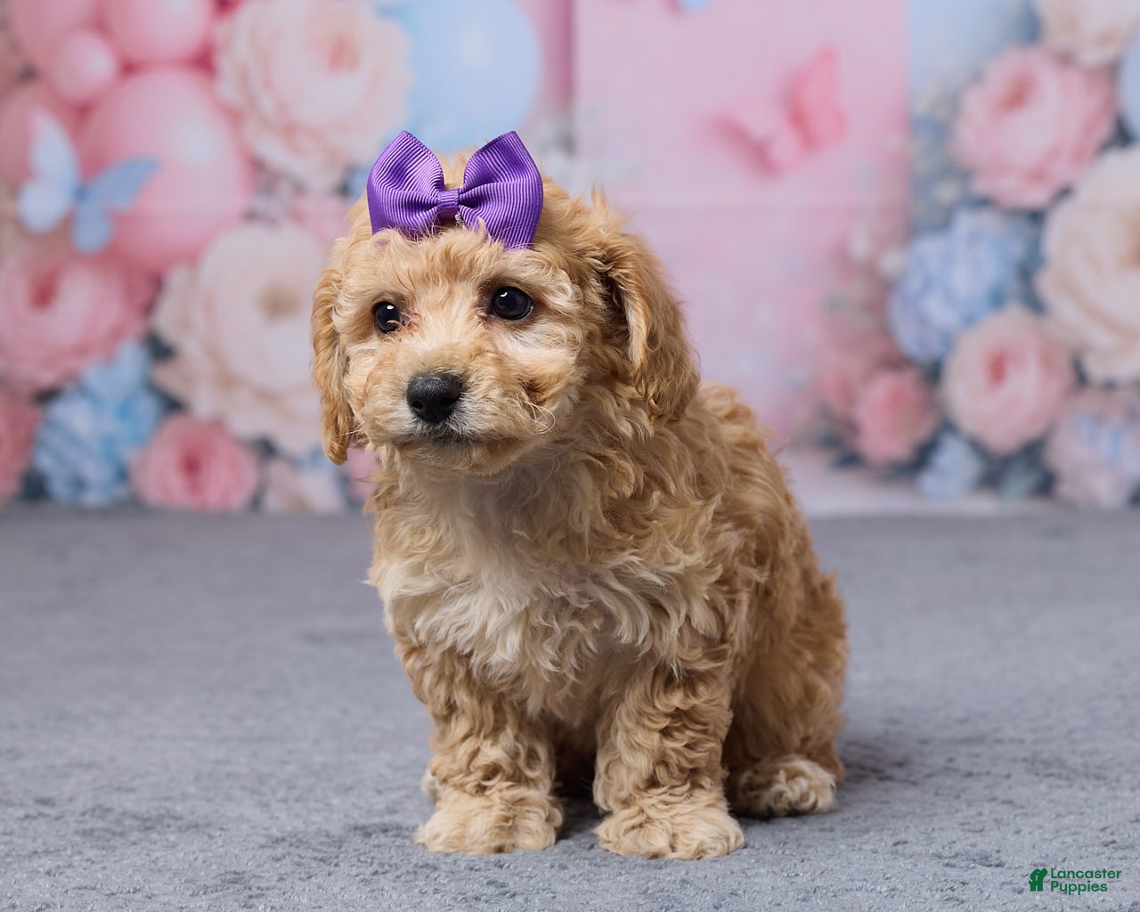 Bichpoo dogs Tootsie - Ad 1