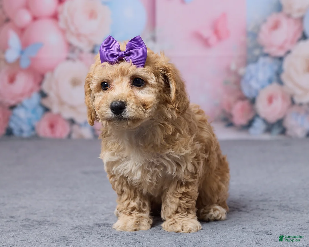 Bichpoo dogs for sale: Tootsie - Ad 1