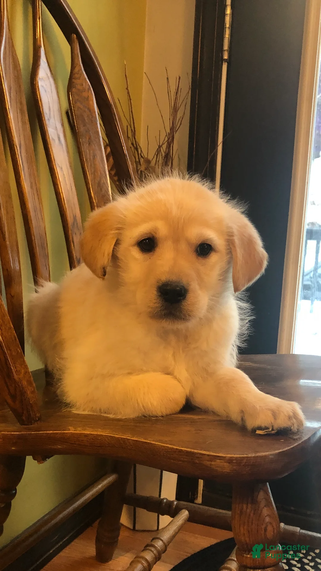 Goldador dogs for sale: Ashland - Ad 2