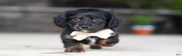 Miniature Dachshund dogs for sale: Jordan - Ad 6