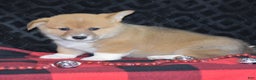 Welsh Corgi Pembroke dogs for sale: Moonbeam - Ad 9
