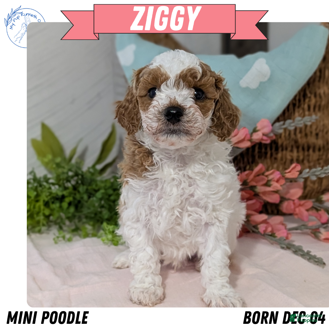 Miniature Poodle dogs Ziggy - Ad 1