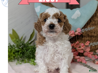 Miniature Poodle dogs Ziggy - Ad 1