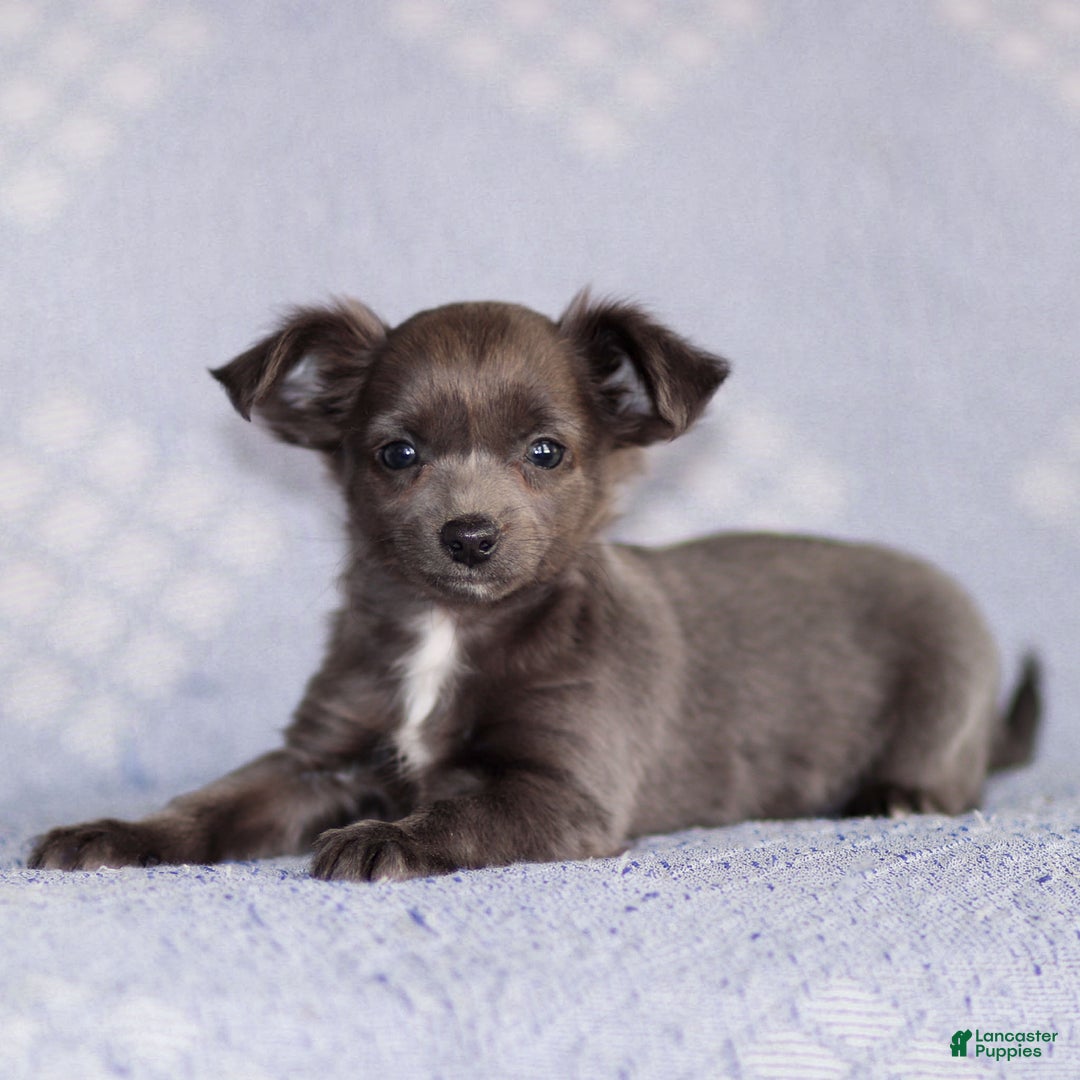 Chihuahua dogs for sale: Penny - Ad 6