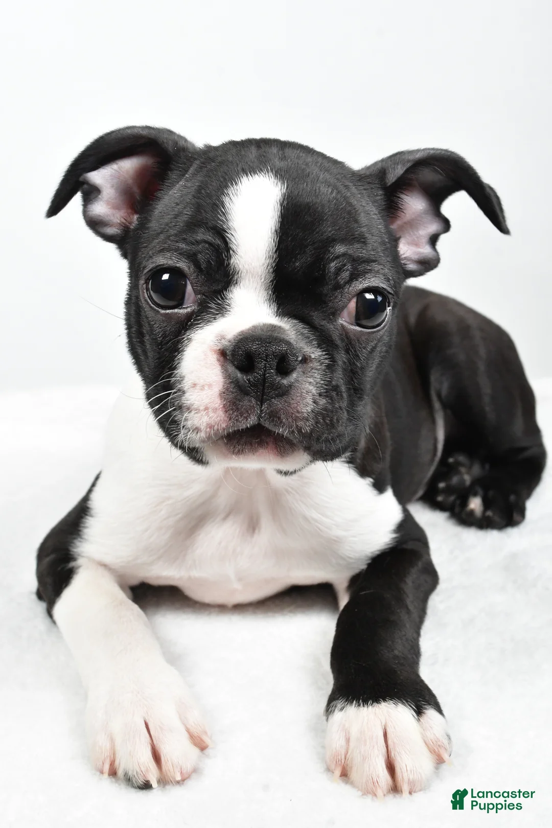 Boston Terrier dogs for sale: Gus - Ad 6