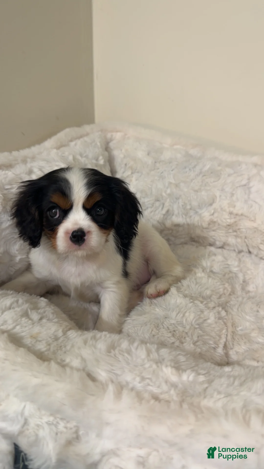 Cavalier King Charles Spaniel dogs for sale: Sage  - Ad 1