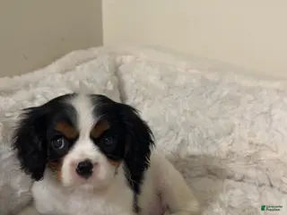 Cavalier King Charles Spaniel dogs Sage - Ad 7