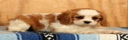 Cavalier King Charles Spaniel dogs for sale: Quinton - Ad 8