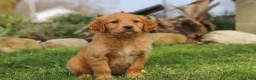 Golden Retriever dogs for sale: Maple - Ad 3