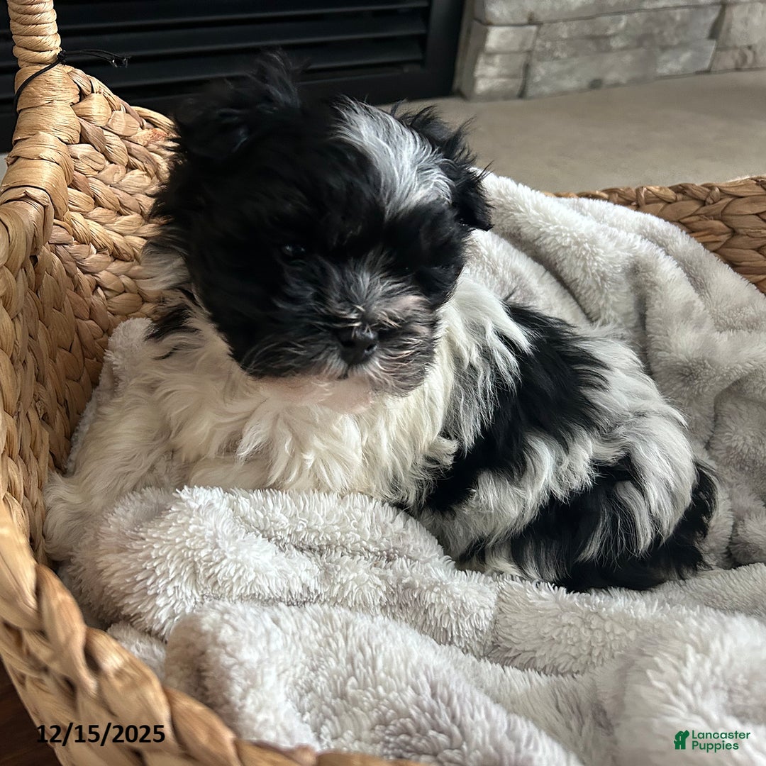 Havanese dogs for sale: Cozy - Ad 1