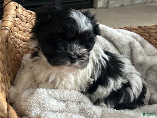Havanese dogs Cozy - Ad 15