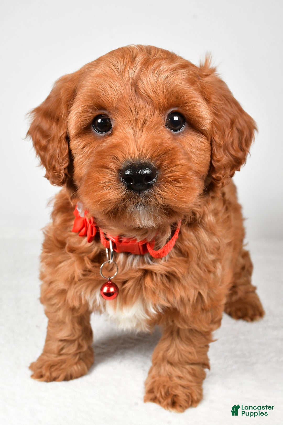 Cavapoo dogs for sale: Tyler - Ad 11