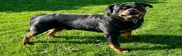 Rottweiler dogs for sale: Dora - Ad 5