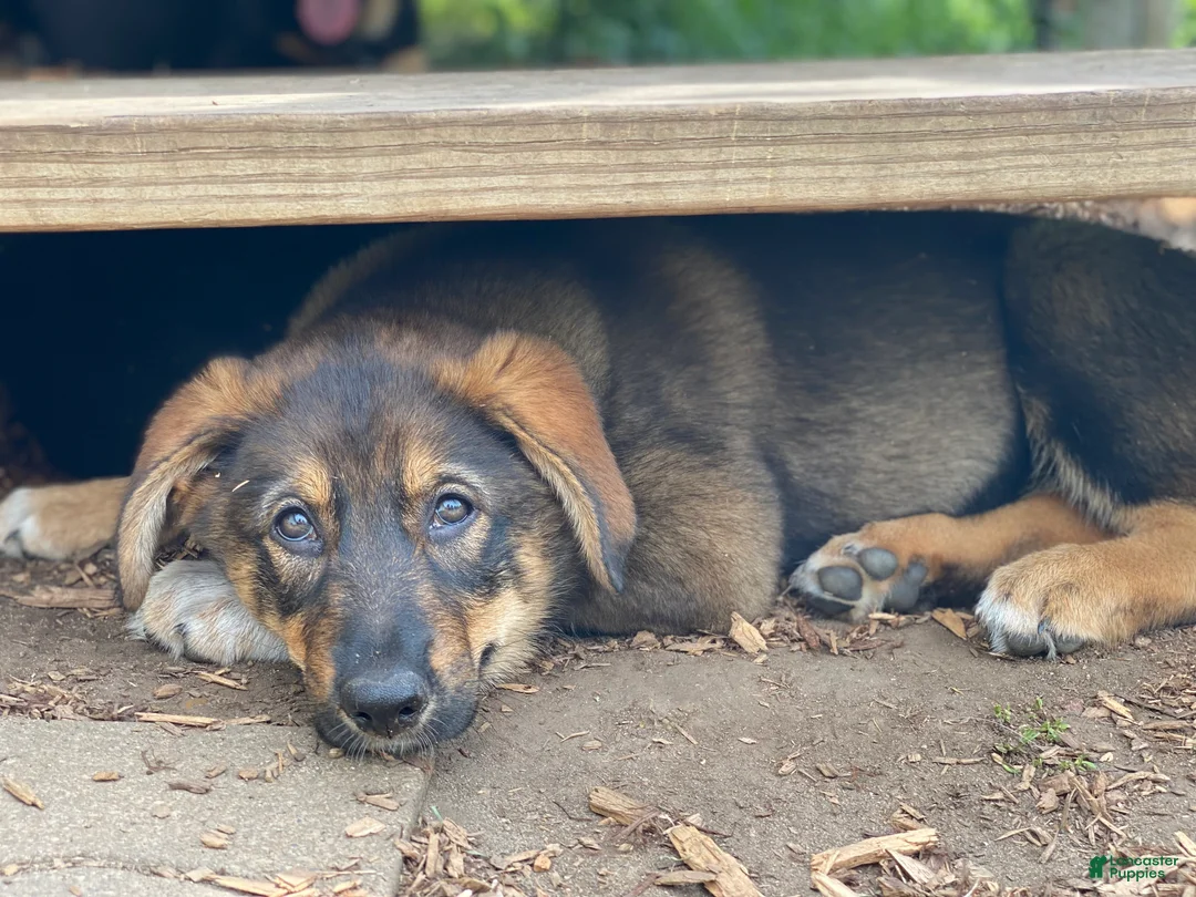 Mixed Breed dogs for sale: Mixed Breed Puppy 10 - Ad 1