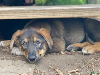 Mixed Breed dogs Mixed Breed Puppy 10 - Ad 33