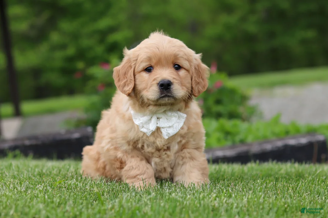 Golden Retriever dogs for sale: Tina - Ad 1