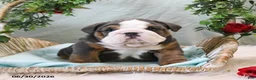 English Bulldog dogs for sale: Buddy - Ad 4