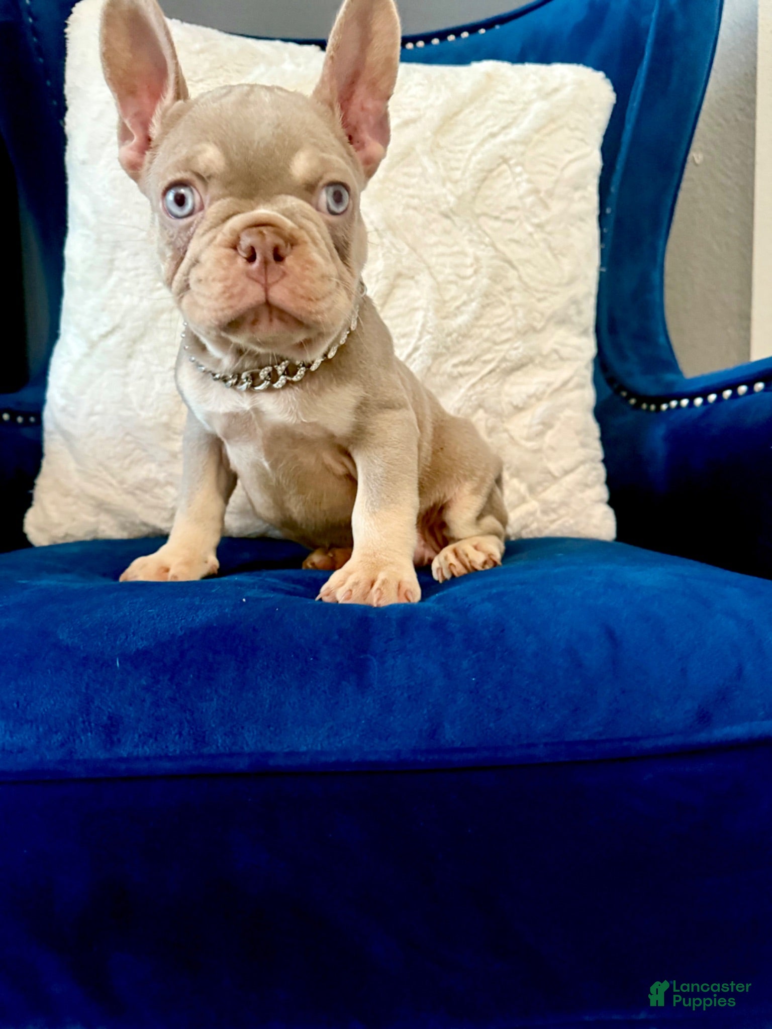 French Bulldog dogs French Bulldog 2 - Ad 6