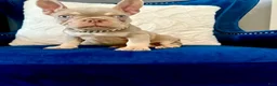 French Bulldog dogs for sale: French Bulldog 2 - Ad 1