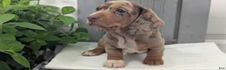 Miniature Dachshund dogs for sale: Mason - Ad 2