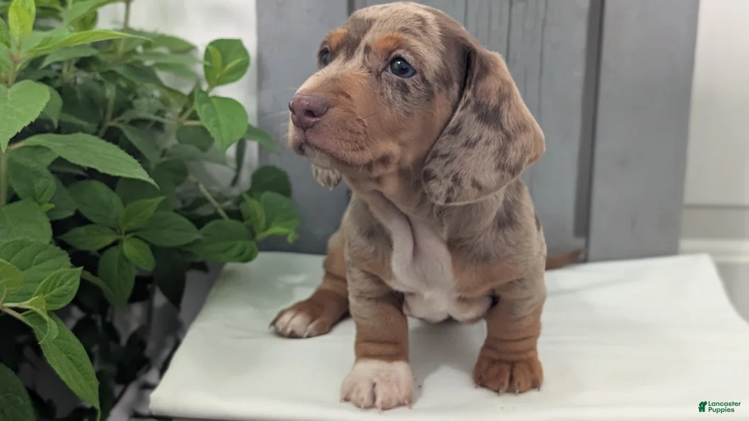 Miniature Dachshund dogs for sale: Mason - Ad 2