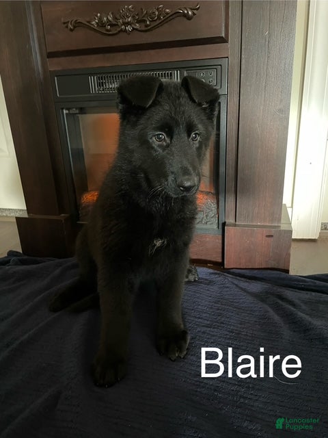 German Shepherd dogs Blaire - Ad 14