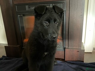 German Shepherd dogs Blaire - Ad 10