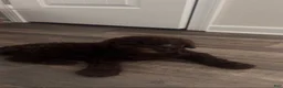Goldendoodle dogs for sale: Goldendoodle 1 - Ad 4
