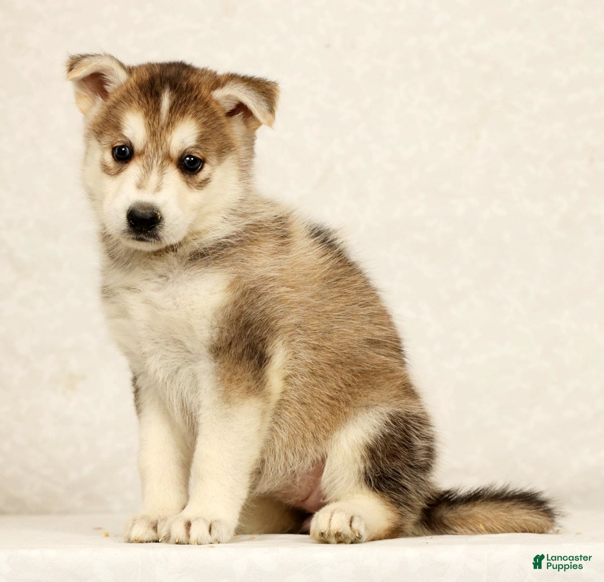 Gerberian Shepsky dogs Cindy - Ad 1