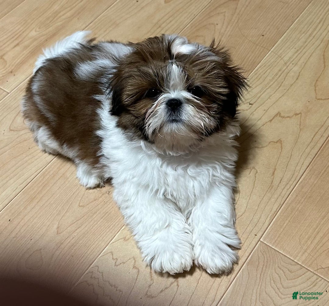 Gallery Image {{count}}