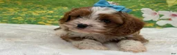 Cavapoo dogs for sale: Teddy - Ad 4