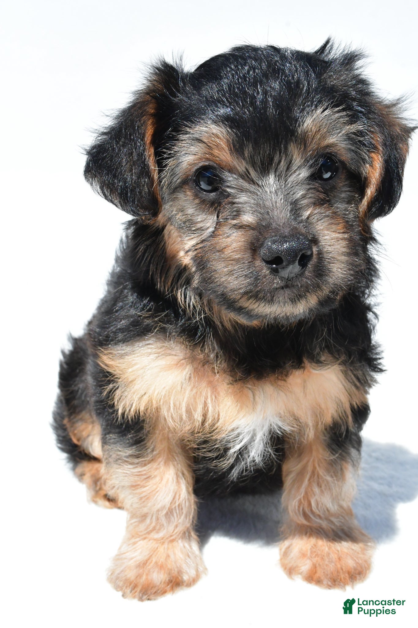 Schnoodle dogs Riley - Ad 2