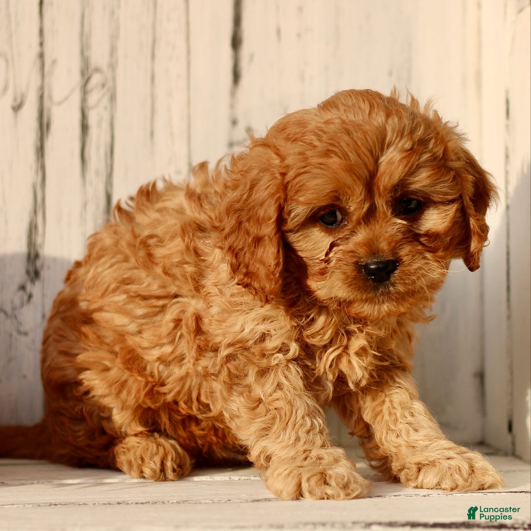 Cavapoo dogs for sale: Daisy  - Ad 2