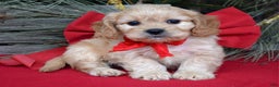Cavachon dogs for sale: Corbin - Ad 2
