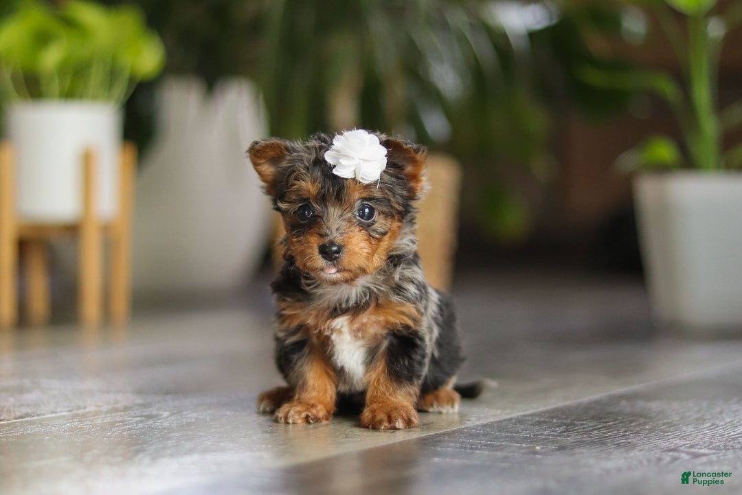 Yorkiepoo dogs for sale: J'adore - Ad 10