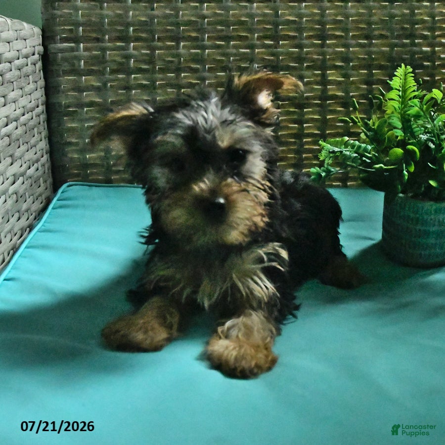 Yorkshire Terrier dogs Beau - Ad 2