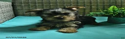 Yorkshire Terrier dogs for sale: Beau - Ad 2