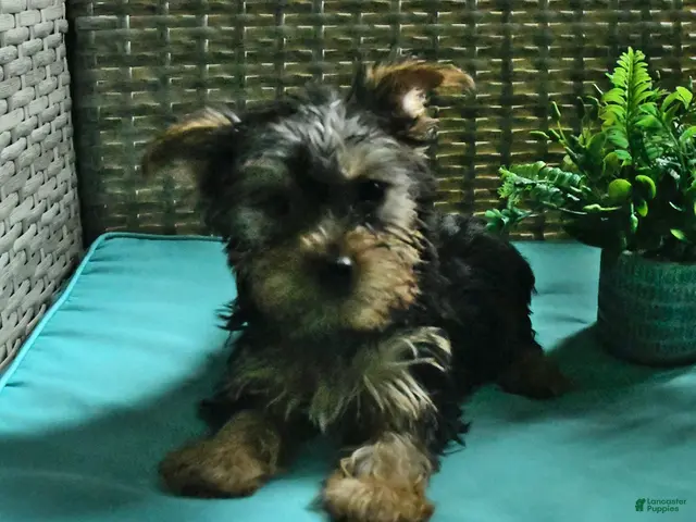 Yorkshire Terrier dogs for sale: Beau - Ad 2