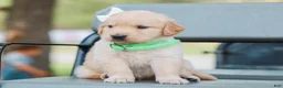 Golden Retriever dogs for sale: Alva ACA Golden Retriever Pup - Ad 5