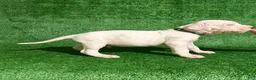 Dogo Argentino dogs for sale: Green male  - Ad 4