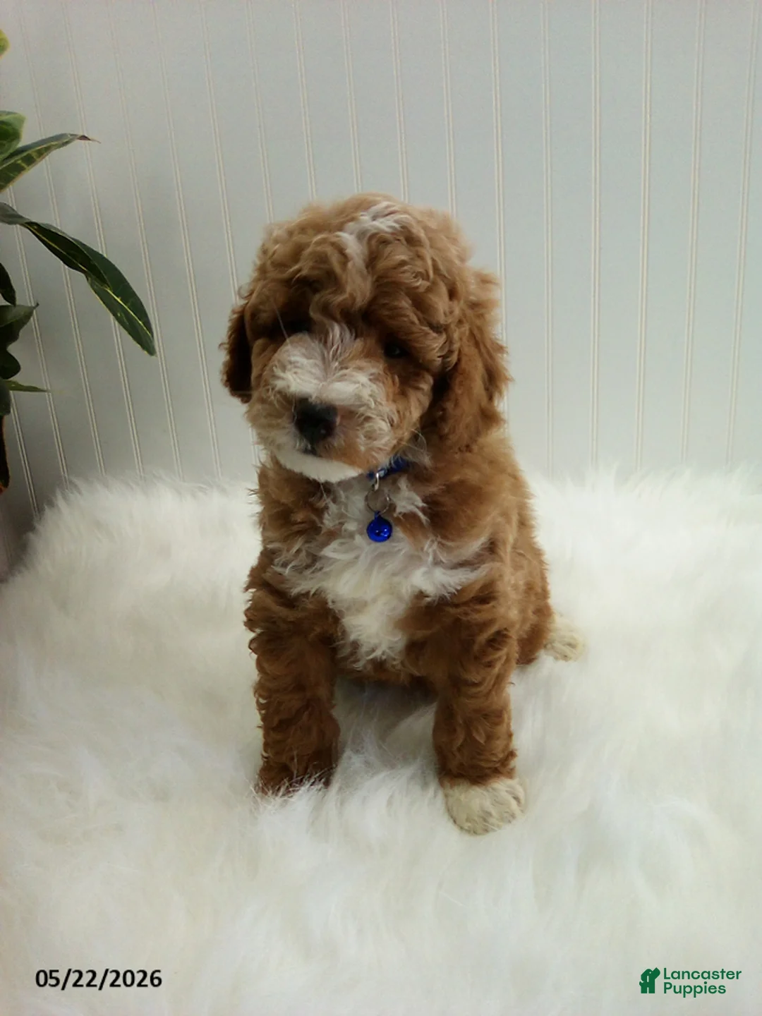 Miniature Poodle dogs for sale: Sheldon - Ad 4