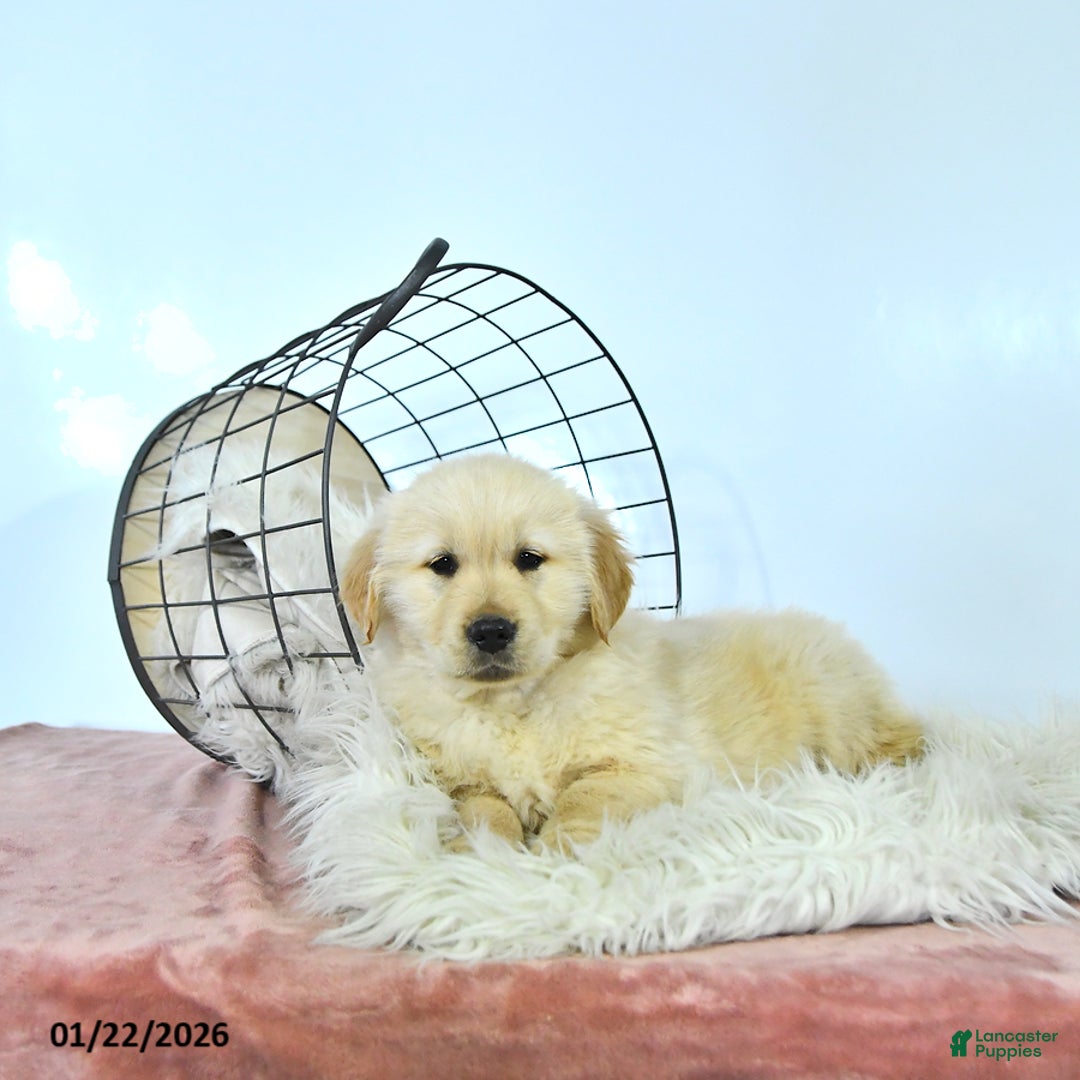 Golden Retriever dogs for sale: Cooper - Ad 3