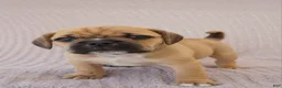 Puggle dogs for sale: Bunny - Ad 1