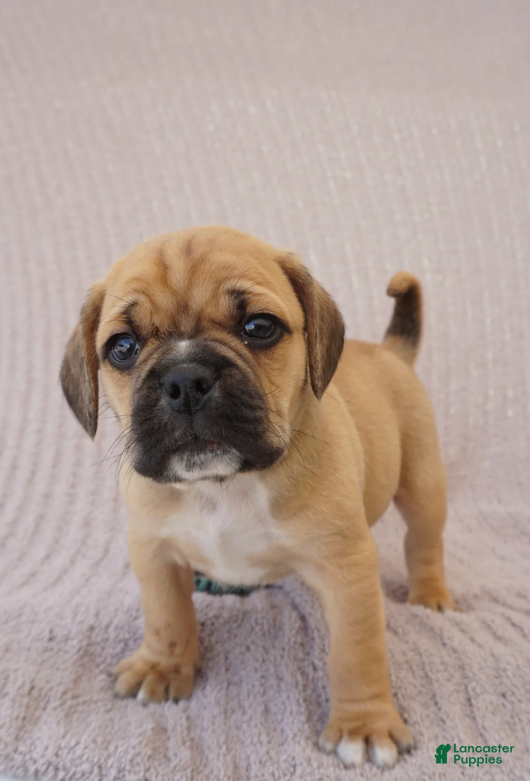 Puggle dogs for sale: Bunny - Ad 1