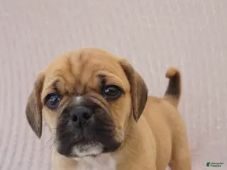 Puggle dogs for sale: Bunny - Ad 1